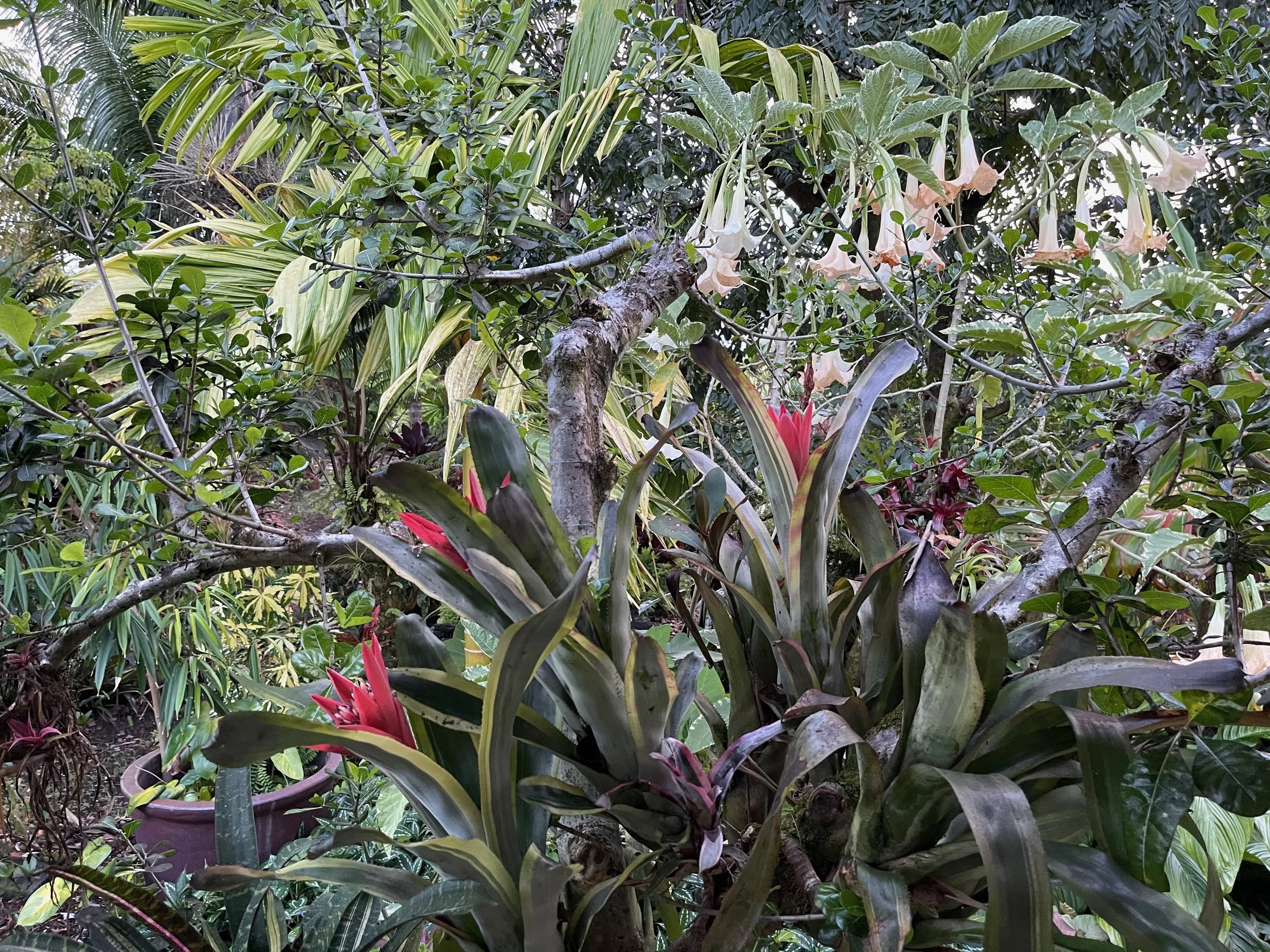 Canmea 'Galaxy' Albomarginata — Vintage Green Farms with Tom Canmea 'Galaxy' Albomarginata — Vintage Green Farms with Tom